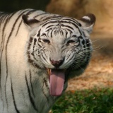 white-tiger