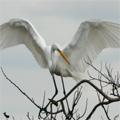 Everglades