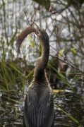 eat_anhinga1