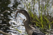 eat_anhinga2