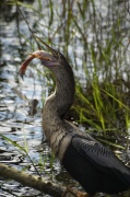 eat_anhinga3