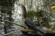 eat_anhinga4