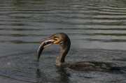 eat_cormoran1