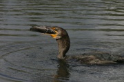 eat_cormoran2