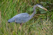 eat_great_blue-heron1