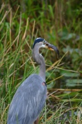 eat_great_blue-heron2