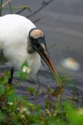 eat_wood_stork