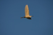 fly_egret