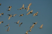 fly_egret2