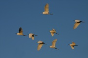 fly_egret3
