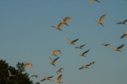fly_egret4