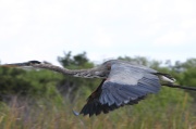fly_great_blue_heron