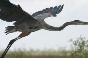 fly_great_blue_heron2