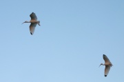 fly_ibis