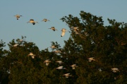 fly_ibis2