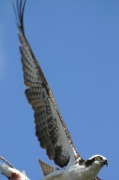 fly_osprey2