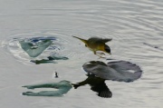 fly_small