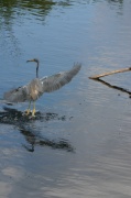 fly_tricolored_heron
