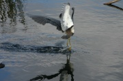 fly_tricolored_heron2