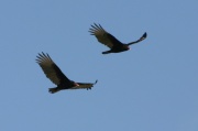 fly_turkey_vulture
