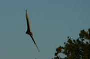 fly_vulture