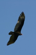 fly_vulture2