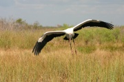 fly_wood_stork