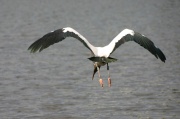 fly_wood_stork2
