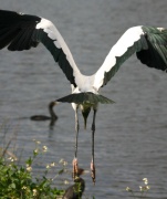 fly_wood_stork3