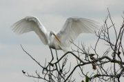 open_great_egret