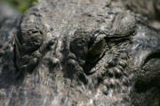 portrait_aligator