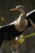 portrait_anhinga