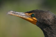 portrait_cormoran