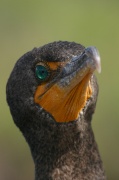 portrait_cormoran2