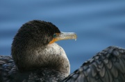 portrait_cormoran3