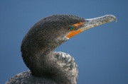portrait_cormoran4
