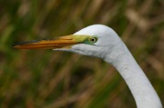 portrait_great_egret