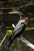torti_anhinga