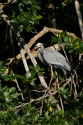 torti_great_blue_heron