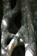 torti_tree