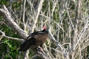 torti_turkey_vulture