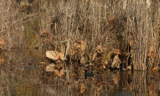 IMG_8211ret