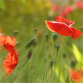 Jardin avec Olivier
