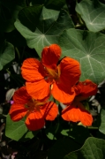 ZN_Pat23