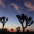 Joshua Tree National Park
