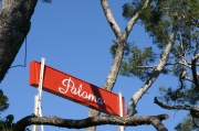 paloma