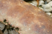 feu_le_crabe