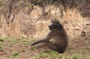 chacma_baboon