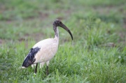 african_sacred_ibis