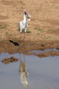 african_spoonbill